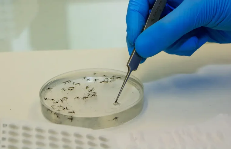 Casos de febre Oropouche crescem no país