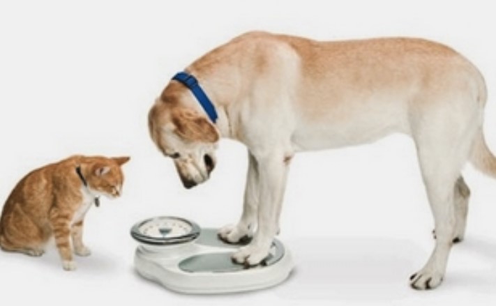 Obesidade em Pets Brasileiros atinge níveis preocupantes