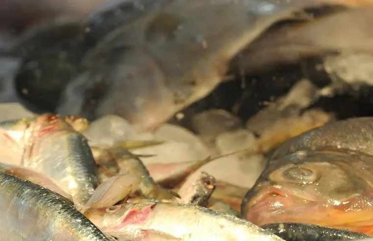 Feira do Pescado tem início na próxima quarta (27), em Petrópolis