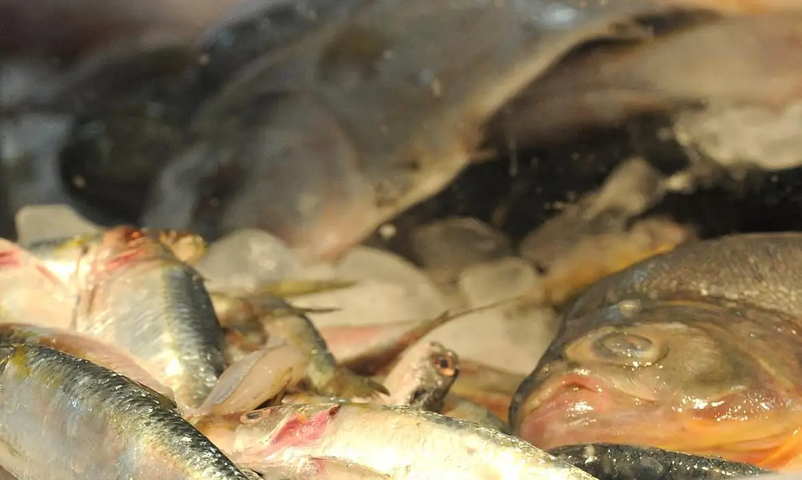 Feira do Pescado tem início na próxima quarta (27), em Petrópolis