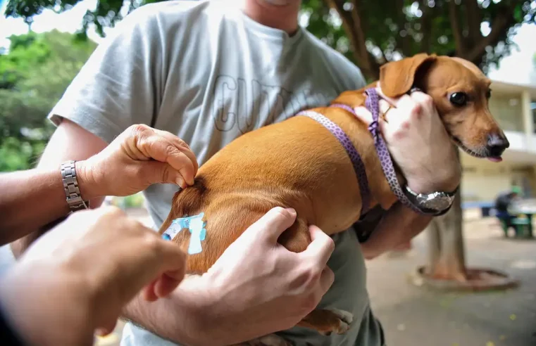Câmara Municipal aprova que vacinas V10 e V4, para cães e gatos, sejam disponibilizadas gratuitamente