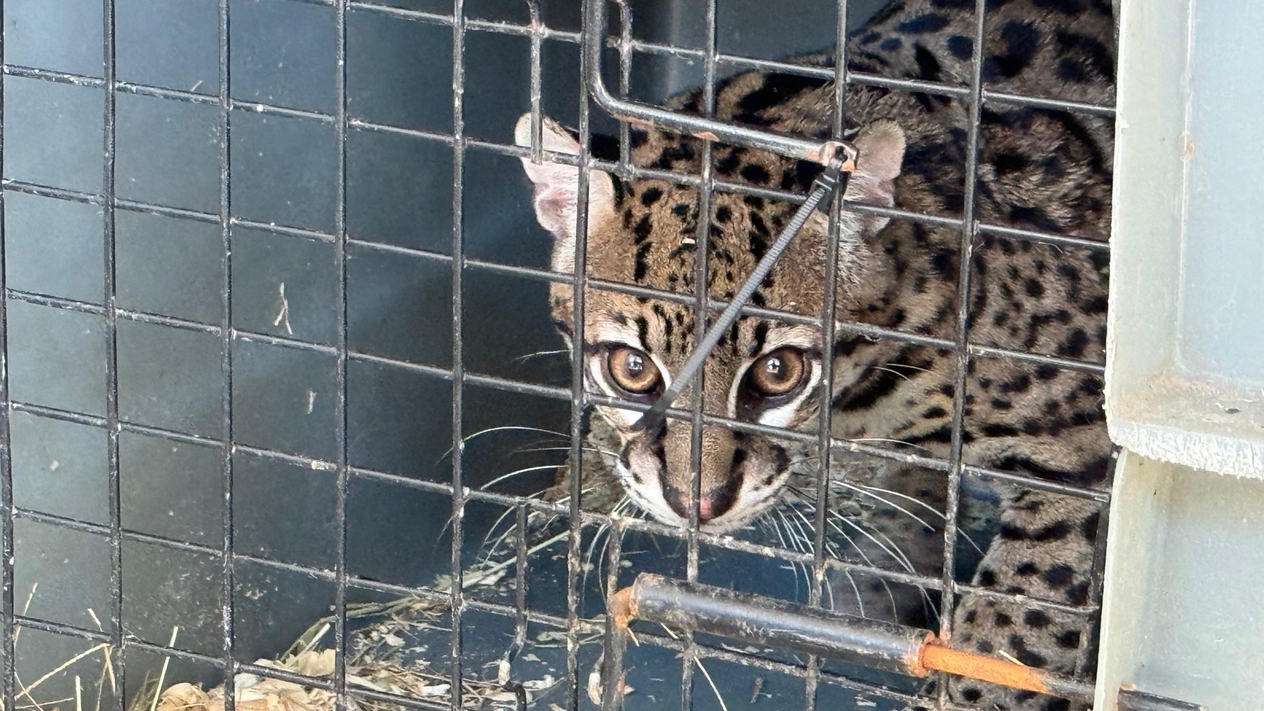 Inea realiza soltura de jaguatirica nas proximidades do Parque Estadual da Serra da Concórdia, em Valença