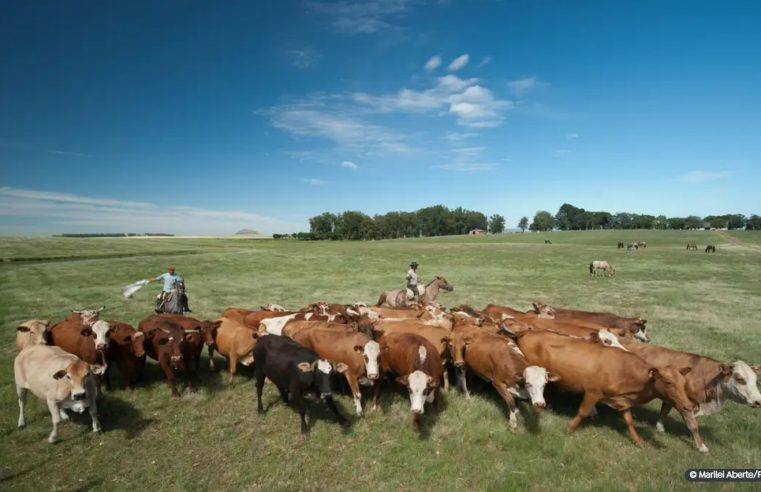 Embrapa propõe políticas para reaproveitamento de pastagens degradadas