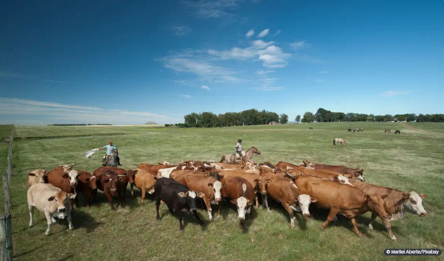 Embrapa propõe políticas para reaproveitamento de pastagens degradadas