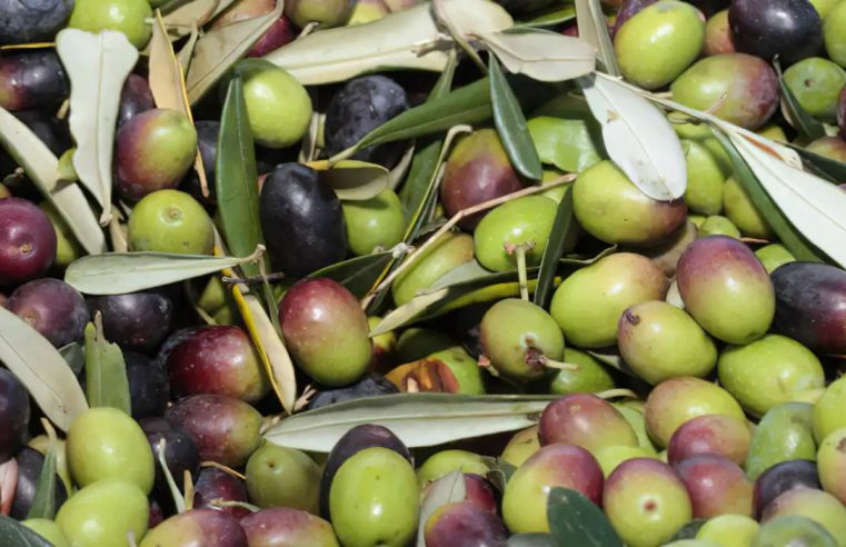 Em minoria nas prateleiras, azeite brasileiro tem mercado em expansão