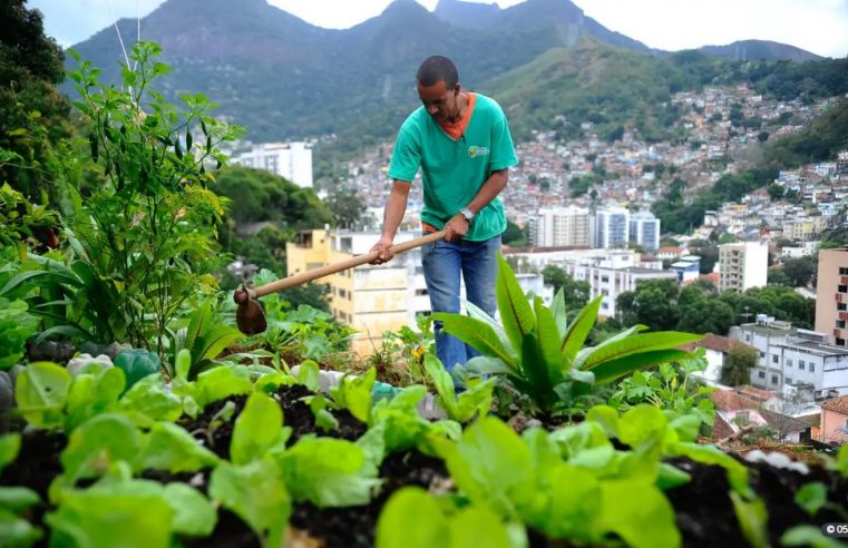 Produção local pode melhorar alimentação em centros urbanos
