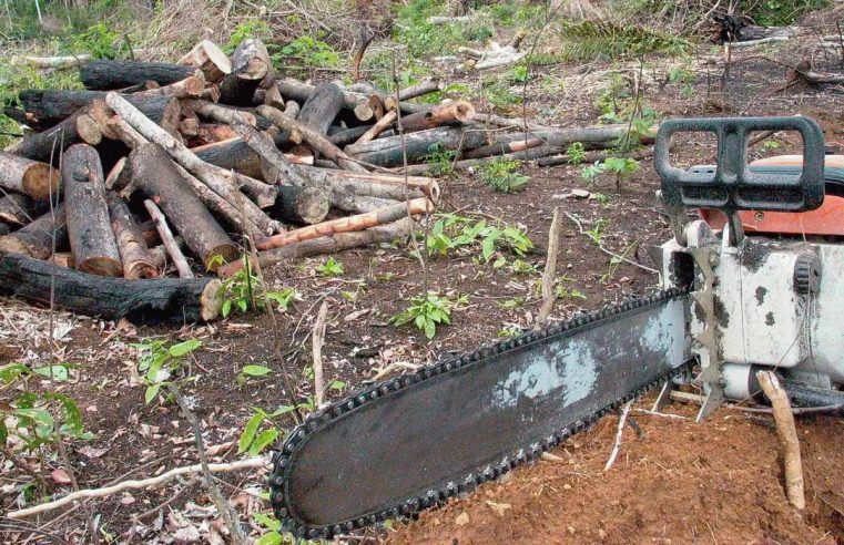 Petrópolis é a 6º em crimes ambientais com mais denúncias do estado