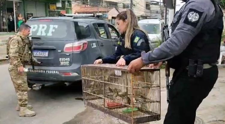 PRF e Polícia Civil realizam operação contra traficantes de animais silvestres na Baixada Fluminense