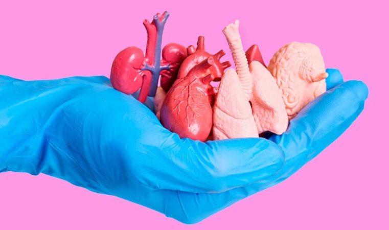 Em um mês, mais de 4 mil pessoas registraram em cartório desejo de doar órgãos