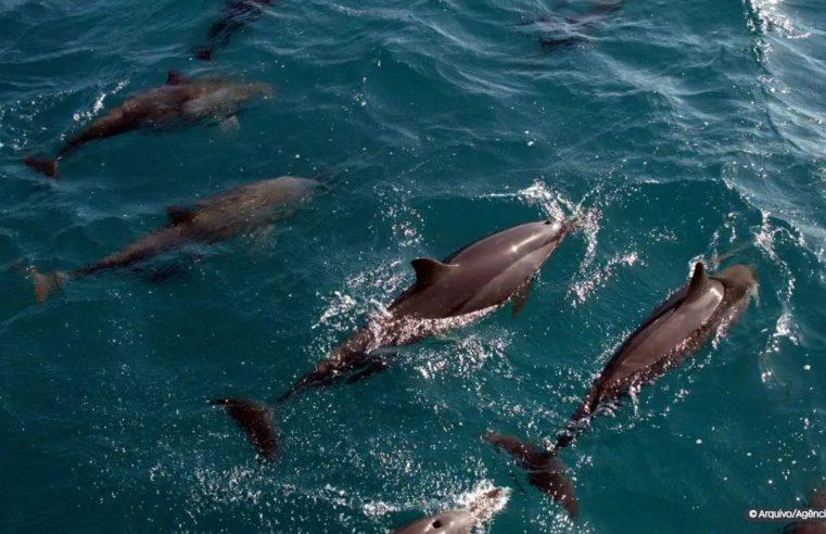 Universidades criam roteiros de ecoturismo em Santa Catarina