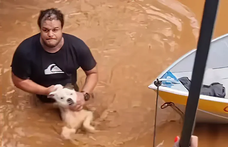 Mais de 11 mil animais afetados pelas enchentes no RS foram resgatados