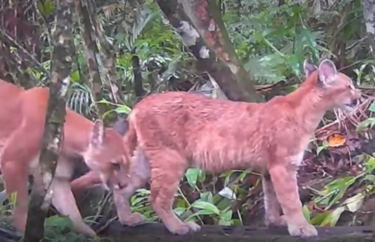 Consulta pública vai debater a criação de unidade de conservação em Nova Friburgo