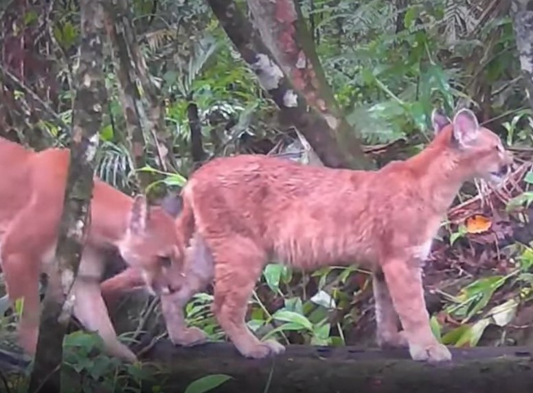 Consulta pública vai debater a criação de unidade de conservação em Nova Friburgo