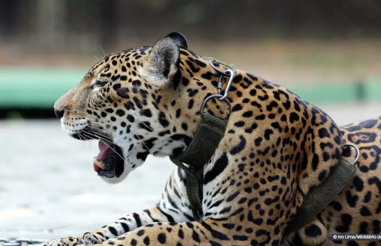 Mais 193 espécies em perigo têm mecanismos de conservação no Brasil