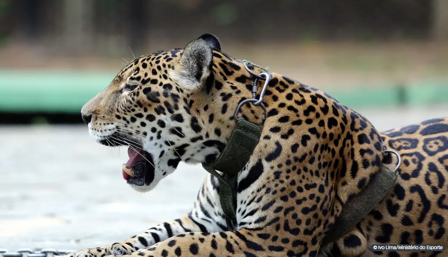 Mais 193 espécies em perigo têm mecanismos de conservação no Brasil