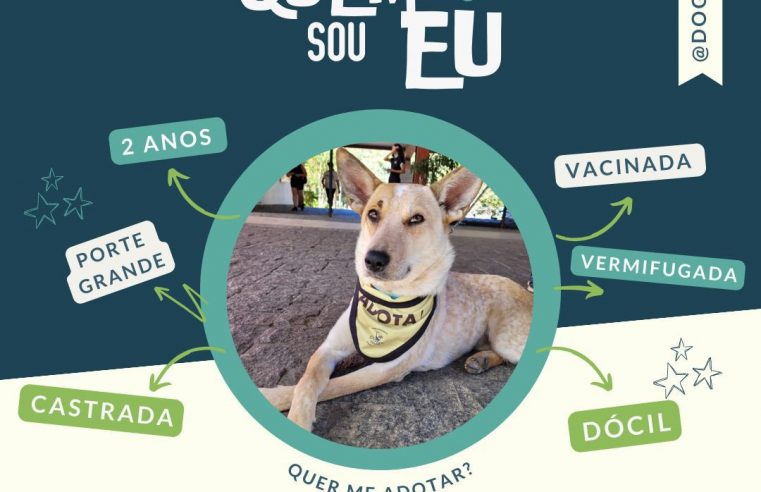 Feira de adoção de cães da Dog’s Heaven acontece neste sábado no Shopping Itaipava