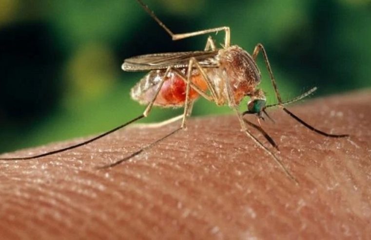 Secretaria de Estado de Saúde lança Painel da Febre do Oropouche com informações sobre a doença no estado