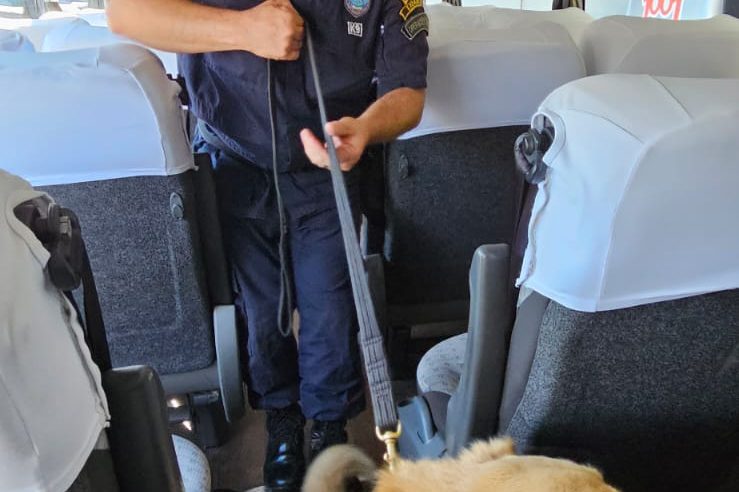 Cão Chico, da Guarda Civil de Petrópolis, participará de competição em São Paulo