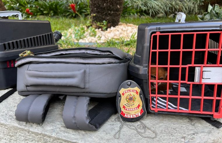 PF prende 4 pessoas que vendiam ilegalmente animais silvestres, no Rio de Janeiro