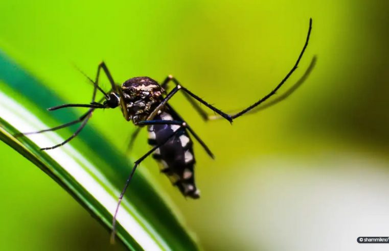 Brasil se aproxima de 6 milhões de casos e 4 mil mortes por dengue