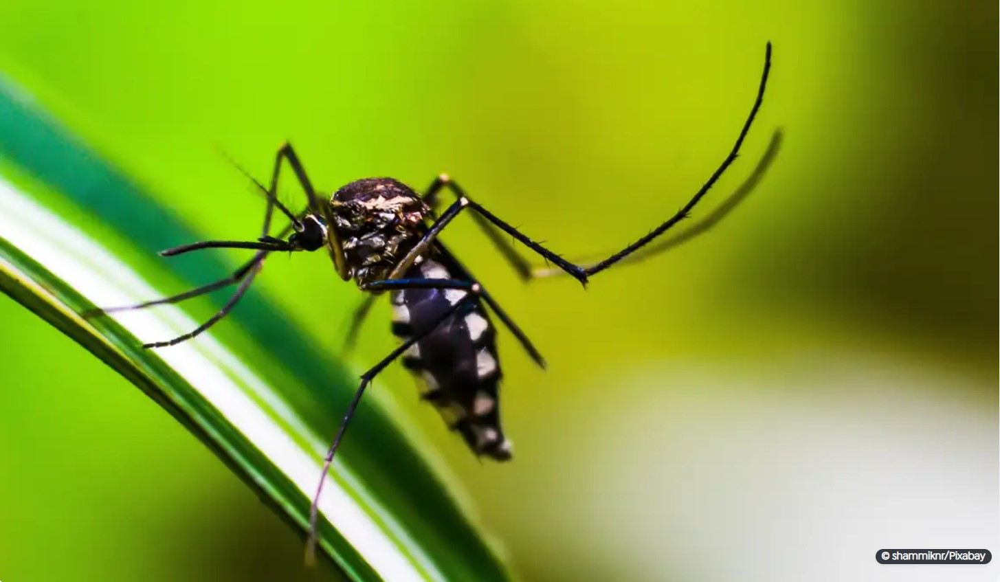 Brasil se aproxima de 6 milhões de casos e 4 mil mortes por dengue