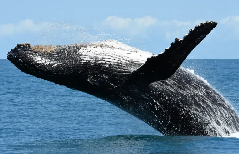 Baleia jubarte é vista na Praia de Ipanema no Rio