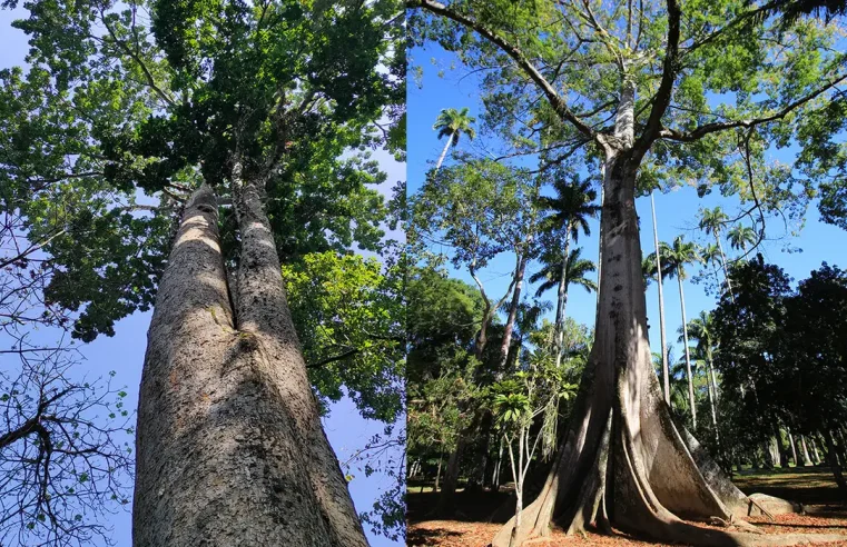 Jardim Botânico planta mudas de cinco espécies em Dia do Ambiente