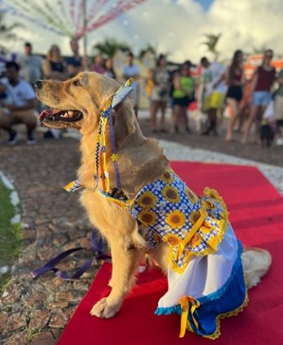 São João para pets chegam às principais capitais brasileiras