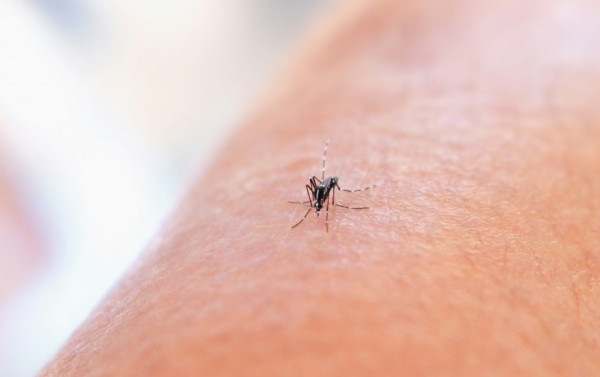 Petrópolis fecha o semestre com 14 mortes por dengue