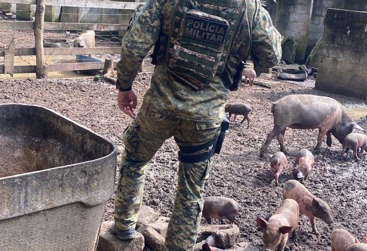 Nova Friburgo: denúncia sobre abatedouro clandestino leva polícia a prender acusado de crime análogo a escravidão