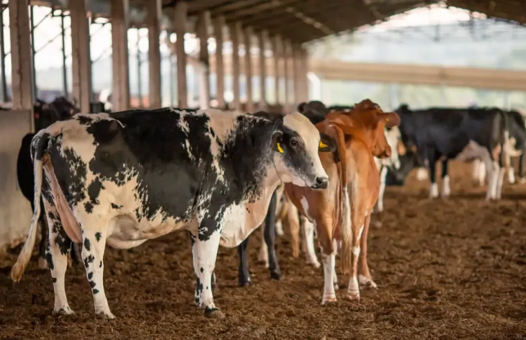 Receita investiga sonegação de quase R$ 1 bilhão em venda de gado