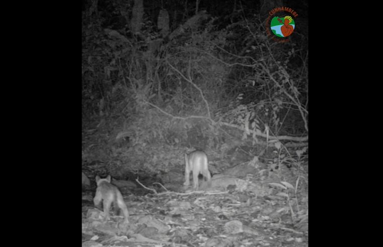 Armadilhas fotográficas registram a presença de onça parda em parque estadual do Inea