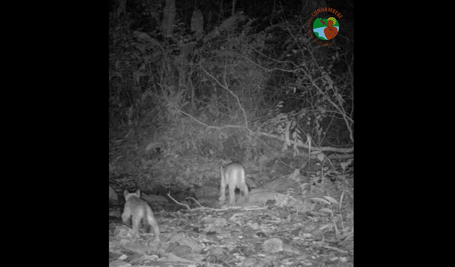 Armadilhas fotográficas registram a presença de onça parda em parque estadual do Inea