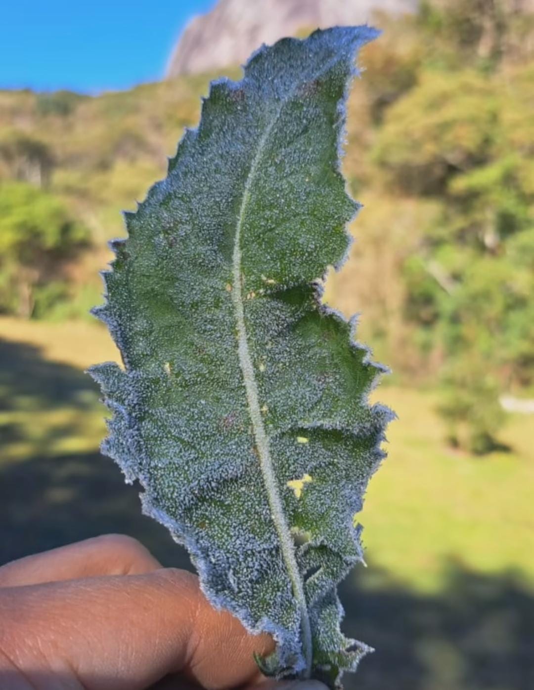 Frio Intenso na Região Serrana
