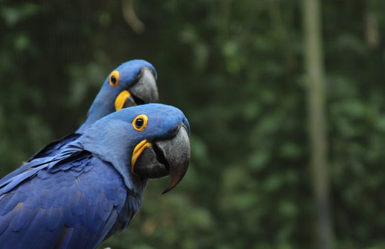 BioParque do Rio traz a Turma da Mônica e disponibiliza novos horários durante a alta temporada