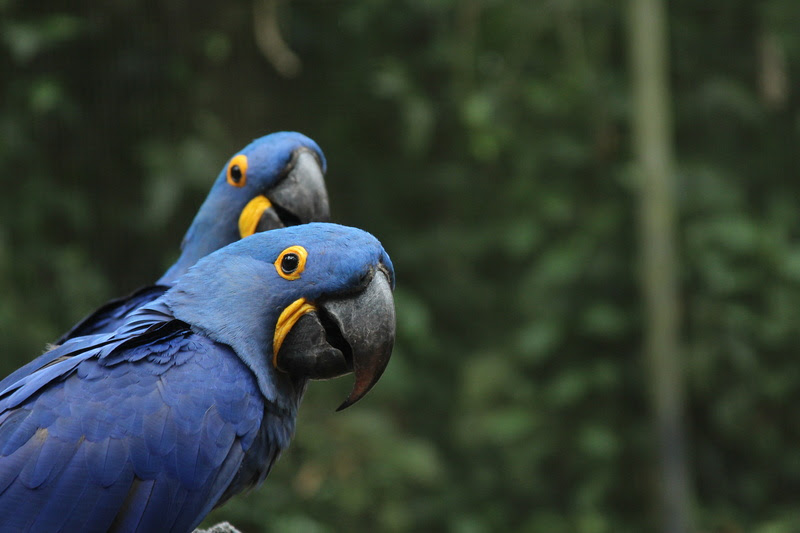 BioParque do Rio traz a Turma da Mônica e disponibiliza novos horários durante a alta temporada