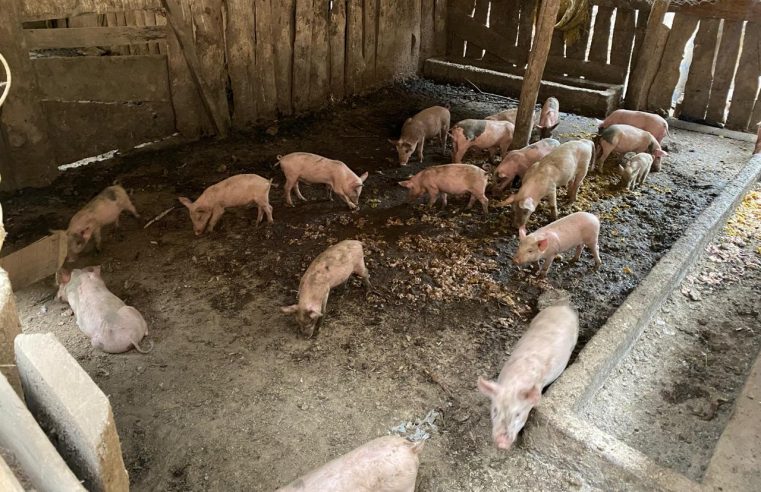 Mais de 100 porcos são apreendidos após denúncia ao Linha Verde sobre criação ilegal de animais e possível contaminação do solo, em São José do Vale do Rio Preto