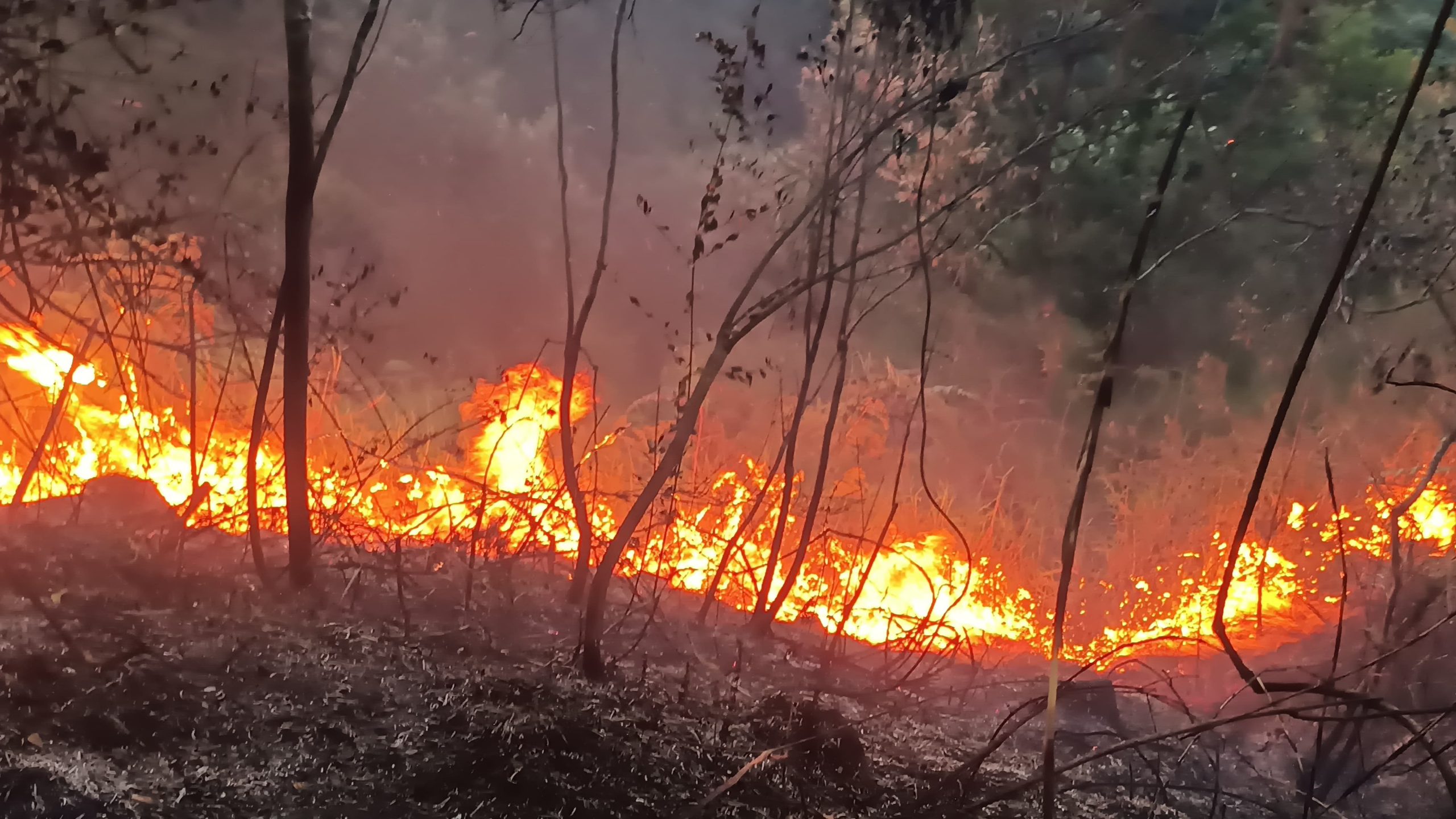 Incêndio destrói 6km de vegetação no distrito da Posse, em Petrópolis
