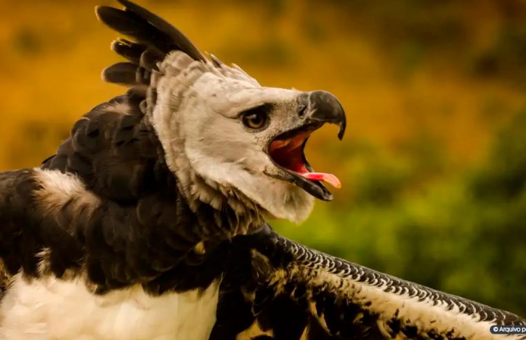 Fenômenos naturais põem em risco de extinção quase 4 mil espécies