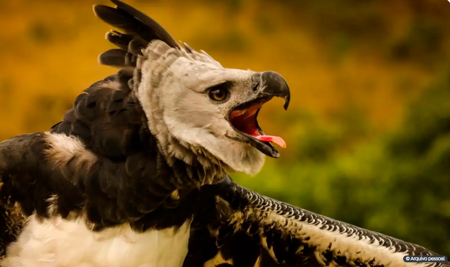 Fenômenos naturais põem em risco de extinção quase 4 mil espécies
