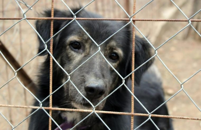 Campanha arrecada casinhas, mantinhas e roupinhas para animais abandonados de Petrópolis