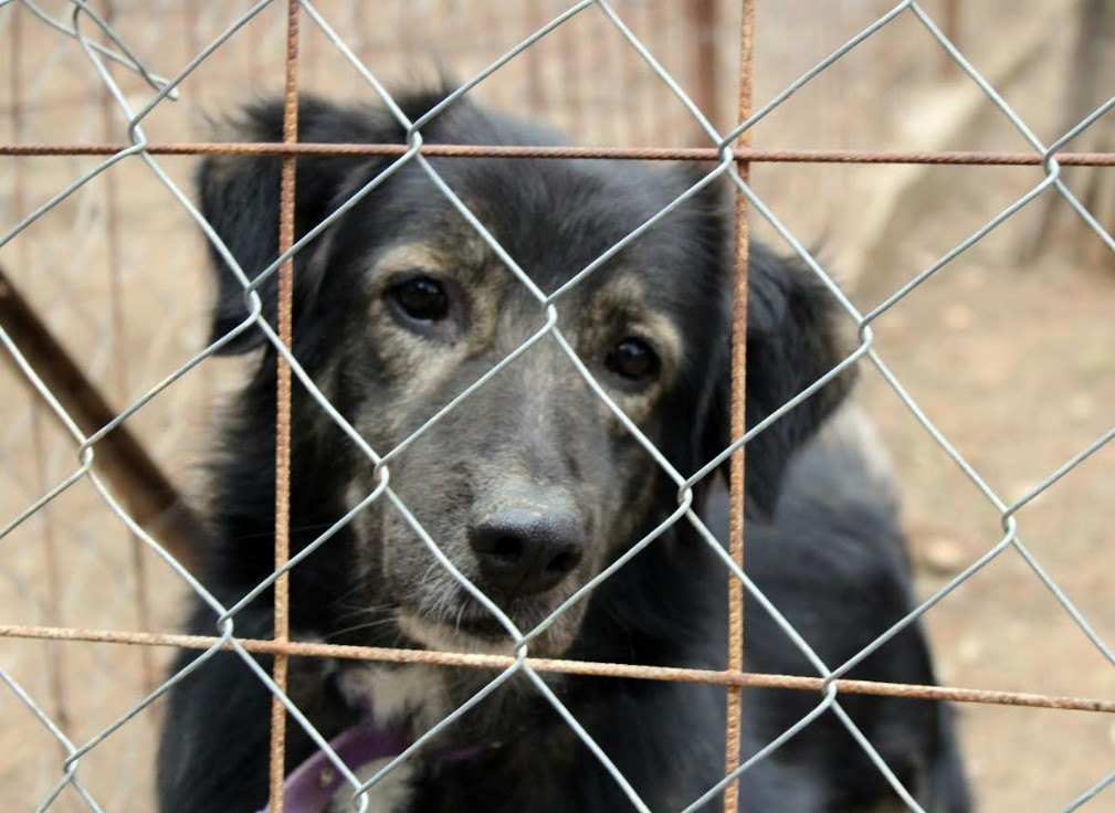 Campanha arrecada casinhas, mantinhas e roupinhas para animais abandonados de Petrópolis