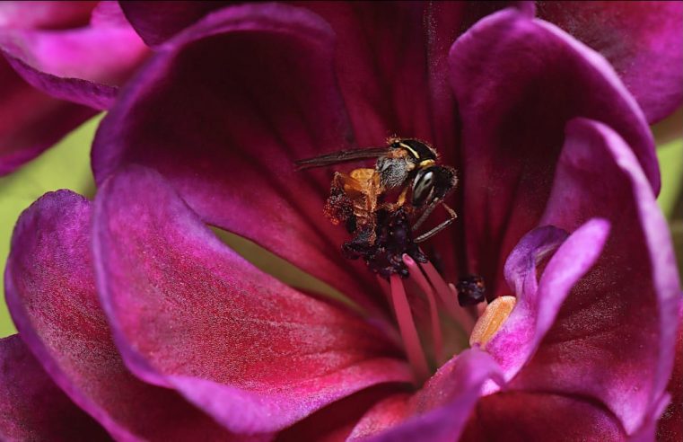 O Novo Mundo da Macrofotografia