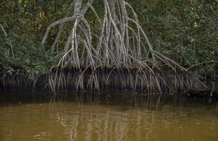 AquaRio lança campanha “Manguezal: berçário da vida” sobre conscientização e preservação dos manguezais