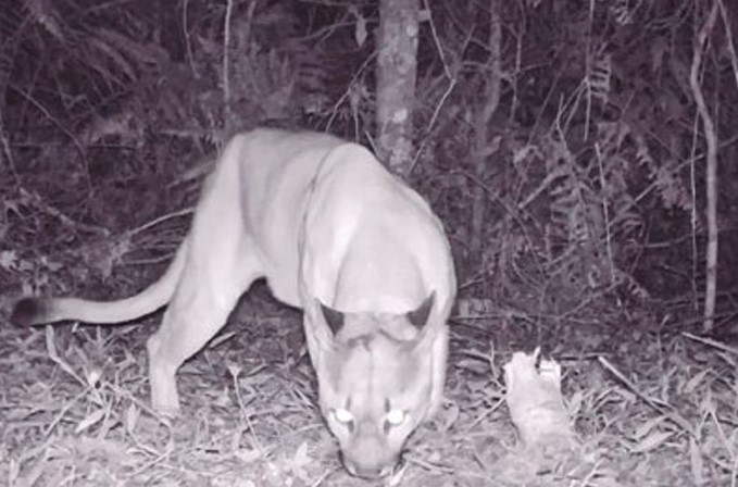 Parque Três Picos promove a ‘Semana da Onça-Parda’