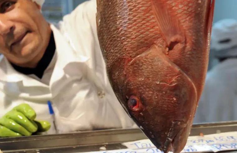 Brasil só tem dados sobre condições de metade do estoque pesqueiro