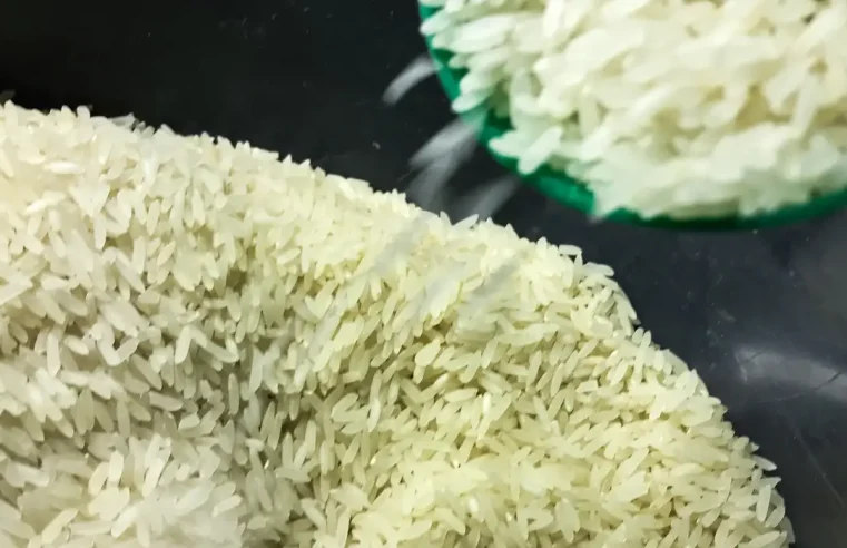 Conab vai doar sementes de arroz para agricultores familiares do RS
