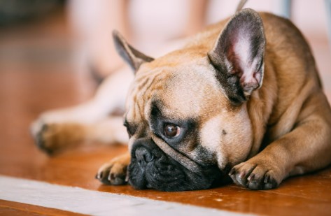 Especialista ensina o que fazer quando os cachorros sofrem de depressão e ansiedade