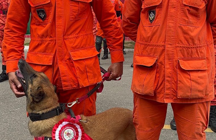 Corpo de Bombeiros RJ forma novos condutores de cães de busca e resgate