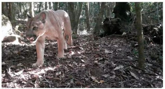 Onça-parda é vista no Parque dos Três Picos